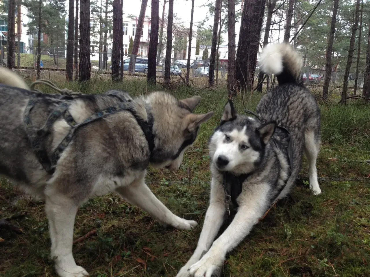 Dwa psy rasy husky malamut w uprzęży bawią się w lesie.