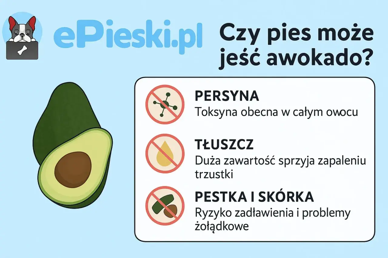 Czy pies może jeść awokado? Grafika pokazuje awokado i ostrzega przed persyną, tłuszczem i pestką/skórką.