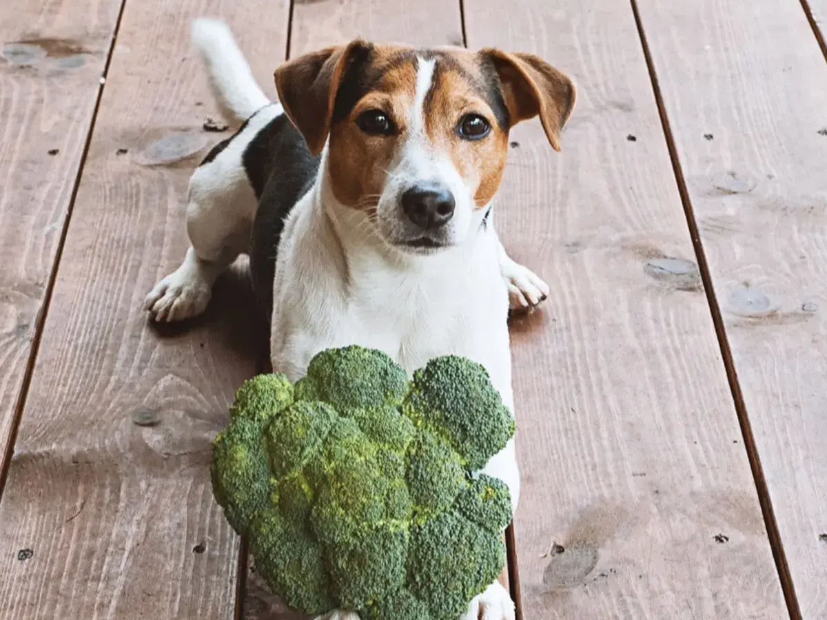 Jack Russell Terrier leży obok brokuła, zastanawiając się, czy pies może jeść brokuły.