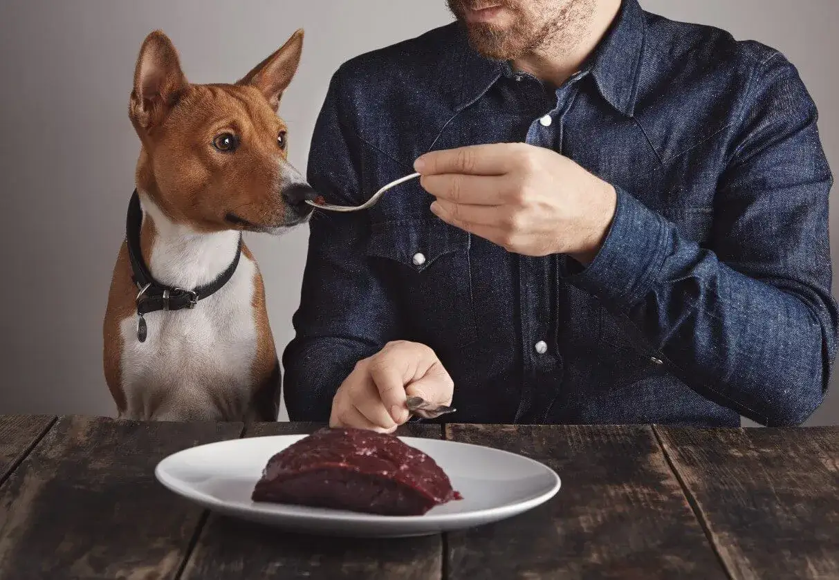 Pies Basenji z zaciekawieniem wącha łyżeczkę z jedzeniem, podczas gdy na talerzu leży surowa wątr&oacute;bka. Czy pies może jeść wątr&oacute;bkę?