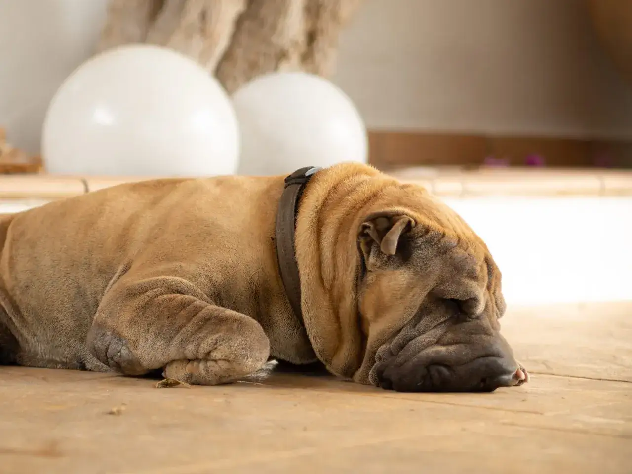 Śpiący pies rasy Shar Pei na drewnianej podłodze. Może to być jego spos&oacute;b na zapomnienie o opłacie za psa w bloku.