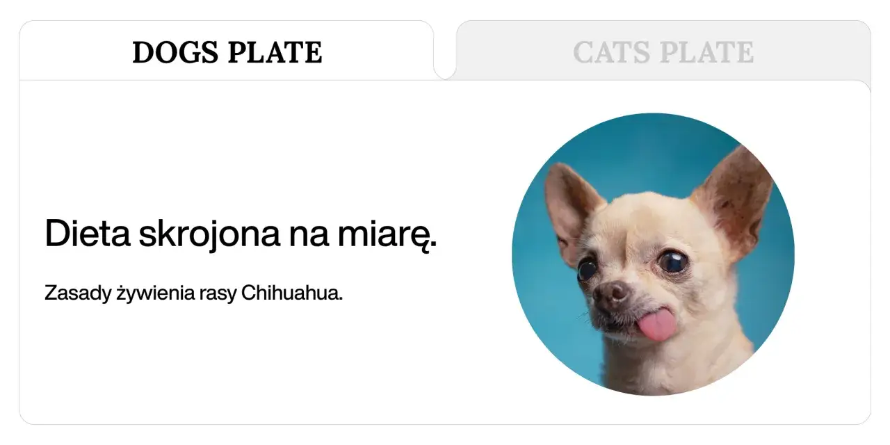 Uroczy chihuahua z wystawionym językiem. Dowiedz się, ile gram powinien jeść chihuahua, aby był zdrowy i szczęśliwy.