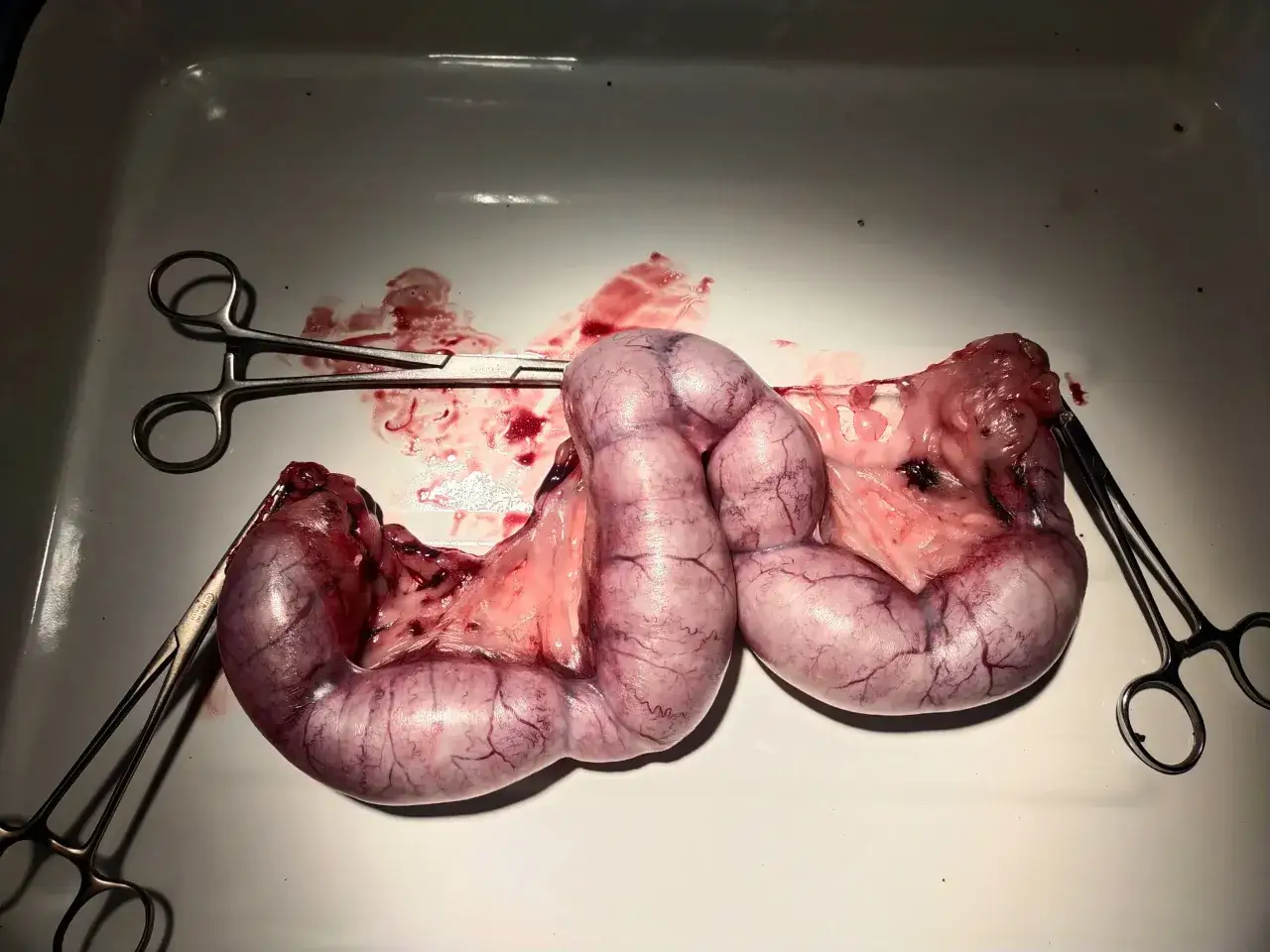 Usunięty układ rozrodczy psa suki, z widocznymi naczyniami krwionośnymi, przygotowany do badań.