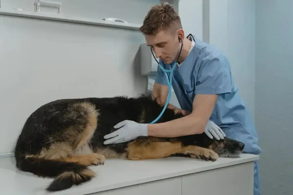 Weterynarz bada owczarka niemieckiego, kt&oacute;ry leży na stole. Pies się trzęsie, weterynarz go uspokaja.