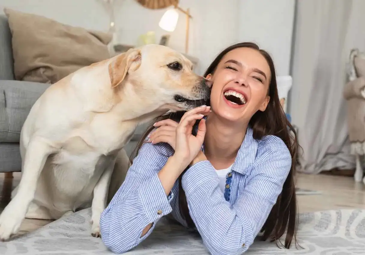 Labrador liże twarz kobiety, która śmieje się wesoło. Pies ma lepszy węch od człowieka, ale miłość jest ważniejsza.