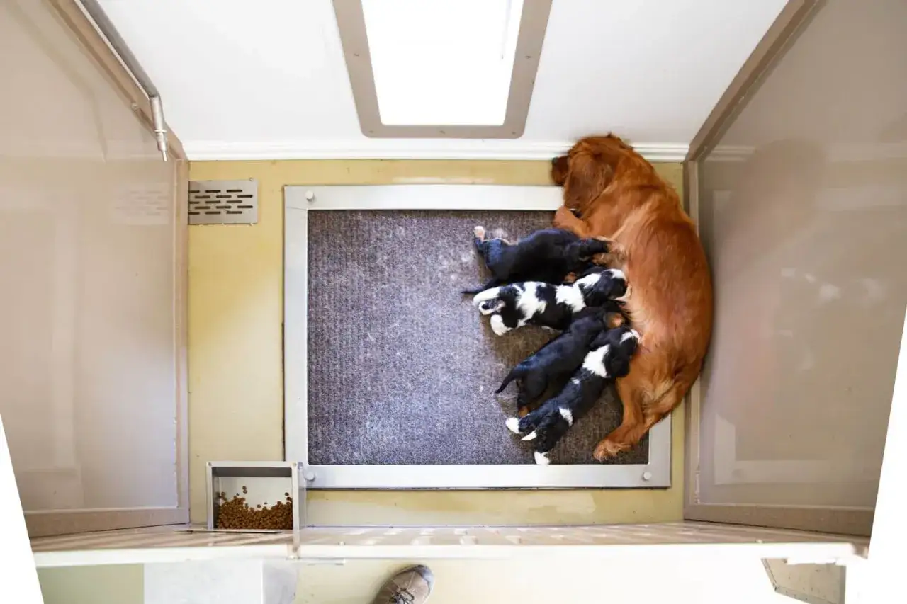 Jak zrobić kojec porodowy dla psa? Mama Golden Retriever z kilkoma szczeniętami w przytulnym, bezpiecznym miejscu.
