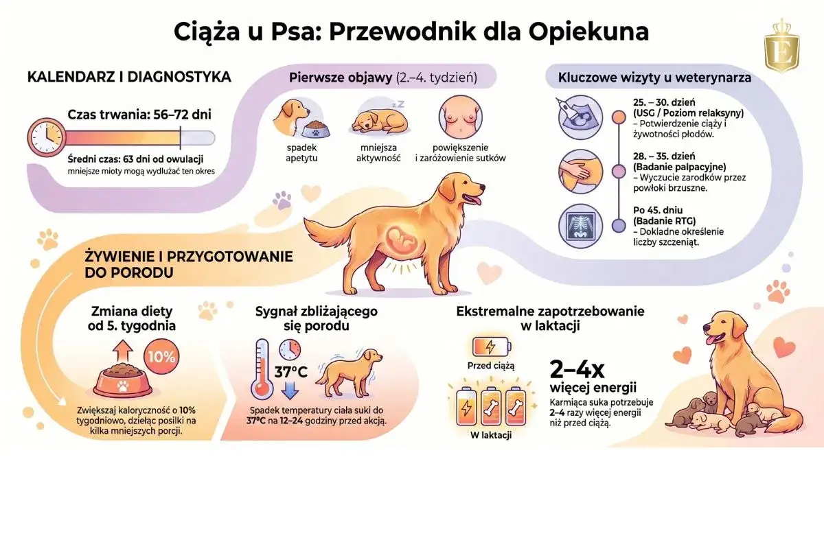 Ciąża u psa trwa 56-72 dni. Ilustracja pokazuje etapy ciąży, objawy, wizyty u weterynarza i przygotowanie do porodu.