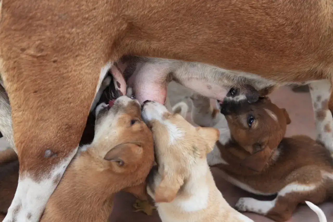 Szczenięta piją mleko od mamy. To dla nich najlepsza karma dla suki karmiącej, zapewniająca siłę i zdrowie.