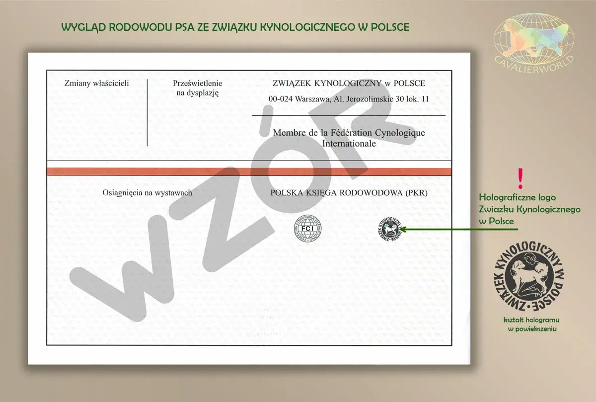 Rodow&oacute;d psa ze Związku Kynologicznego w Polsce. Wzor dokumentu z pieczęciami i informacją o hologramie.