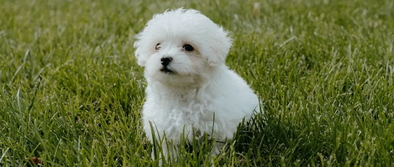 Uroczy szczeniak rasy maltipoo siedzi w zielonej trawie, wyglądając z zaciekawieniem.