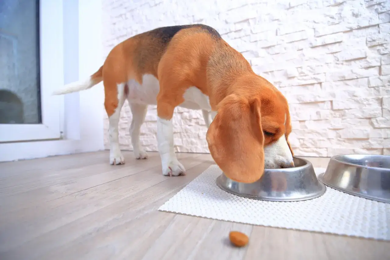 Beagle pije z miski, zastanawiając się, czy pies może pić kefir.