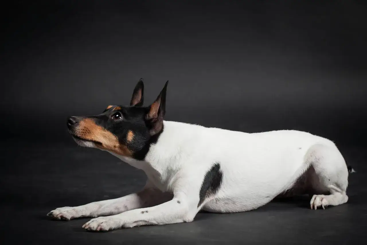 Czarno-biały toy fox terrier z brązowymi znaczeniami na głowie leży na ciemnym tle, czujnie patrząc w bok.
