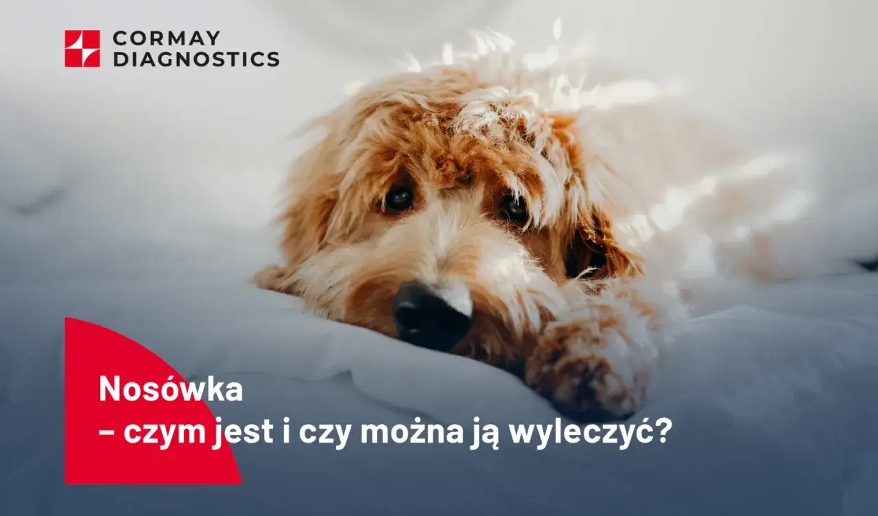Uroczy piesek leży na białym tle. Tekst pyta: 