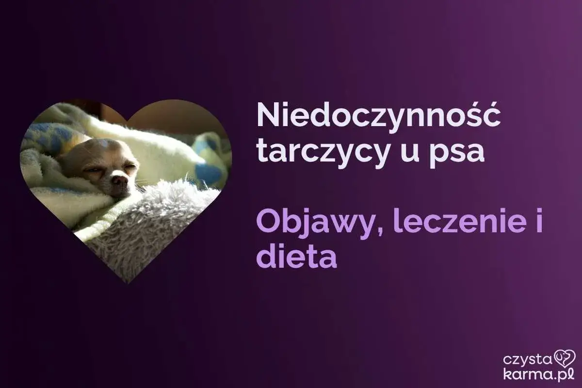 Mały piesek odpoczywa, podczas gdy tekst informuje o niedoczynności tarczycy u psa, objawach, leczeniu i diecie.