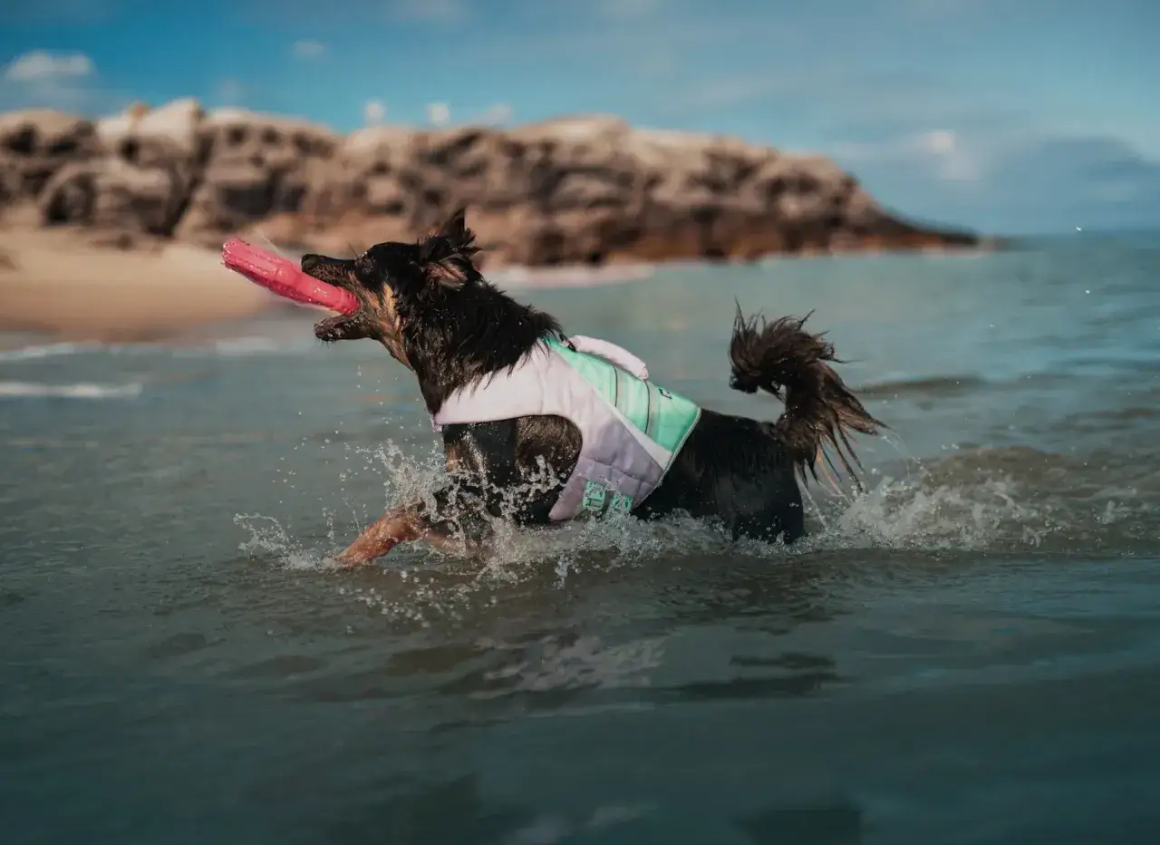 Szczęśliwy pies w kamizelce ratunkowej łapie r&oacute;żowy frisbee na plaży dla ps&oacute;w.