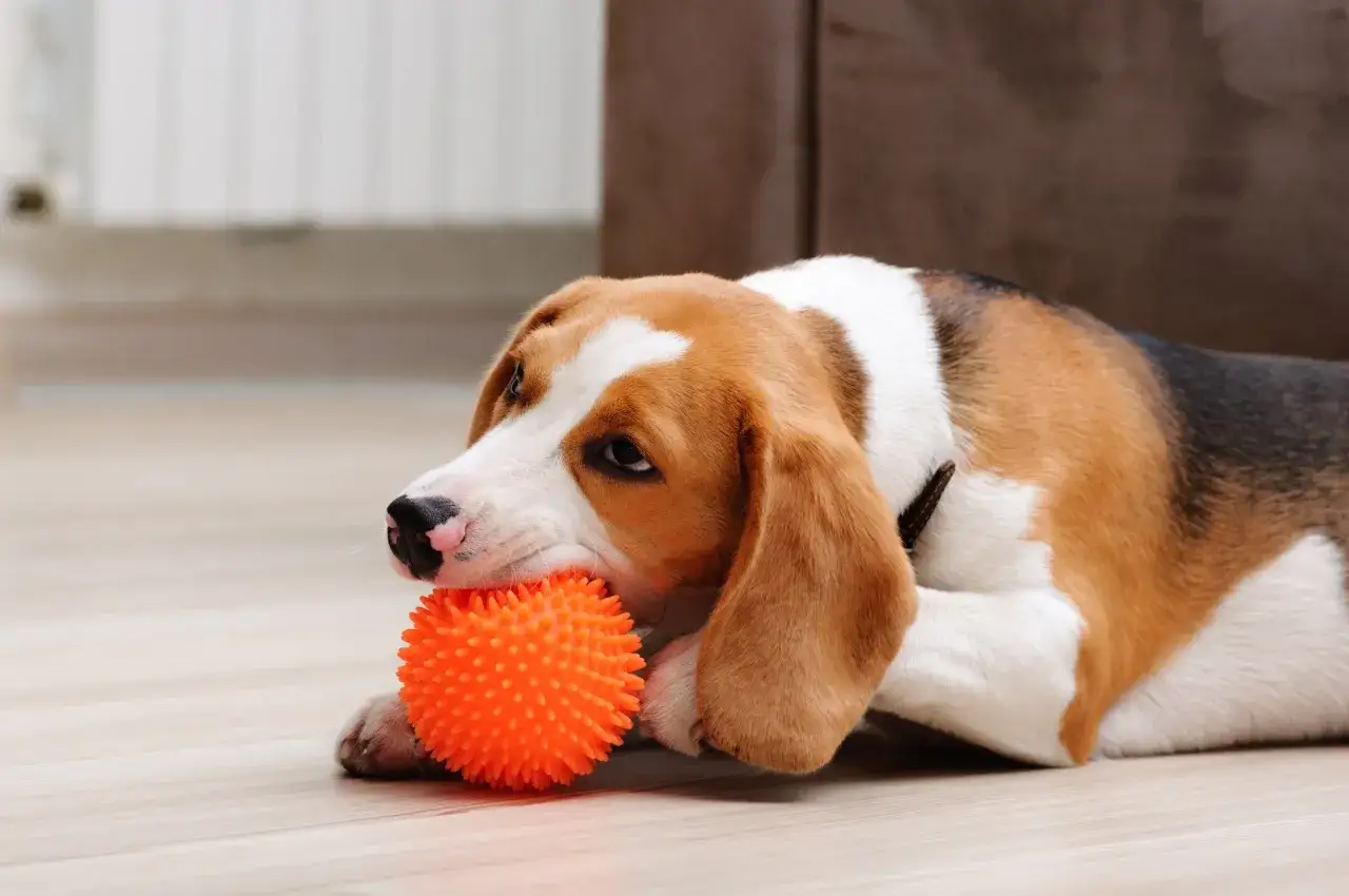 Beagle z pomarańczową, kolczastą piłeczką w pysku. Może to wyjaśniać, dlaczego psy lubią piszczące zabawki &ndash; dźwięk przypomina im odgłosy ofiary.
