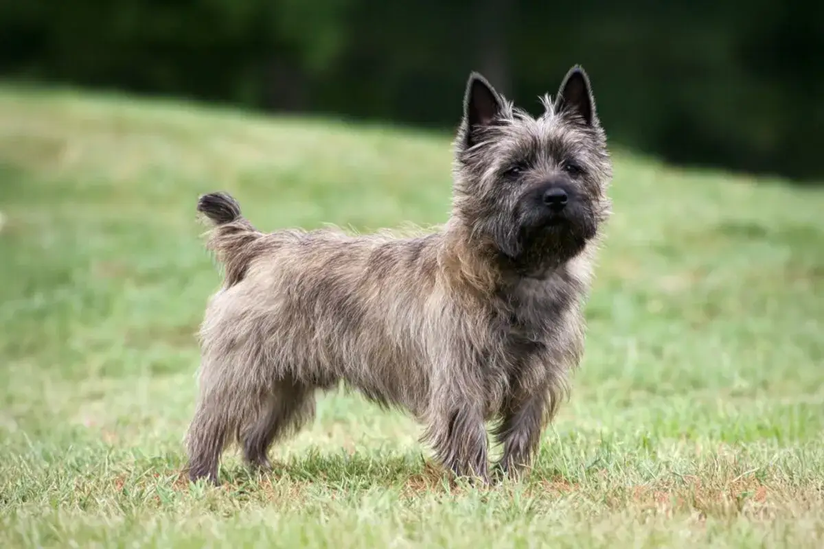 Uroczy cairn terrier stoi na trawie, z uszami postawionymi do góry i ogonem lekko uniesionym.