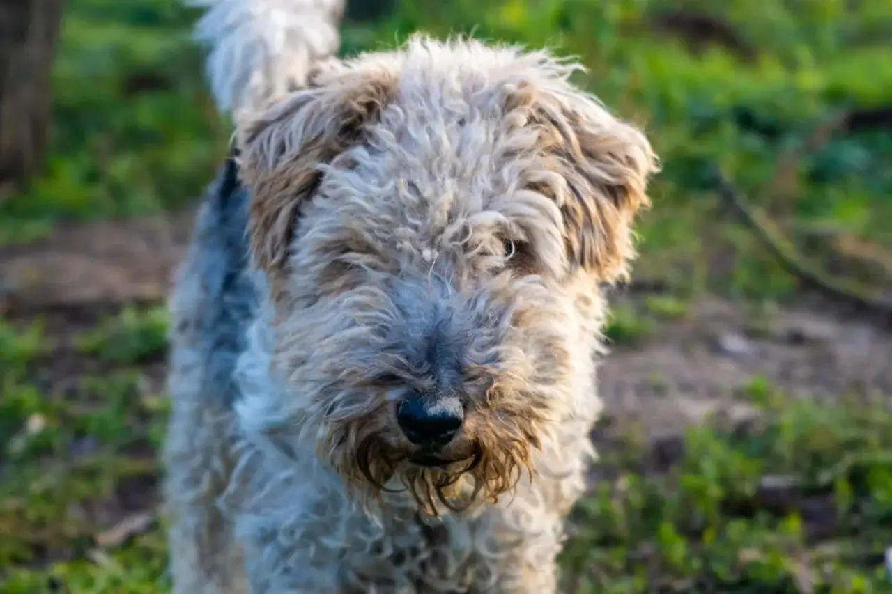 Uroczy fox terrier kr&oacute;tkowłosy z kudłatym pyszczkiem i ciekawskim spojrzeniem, stojący na tle zielonej trawy.