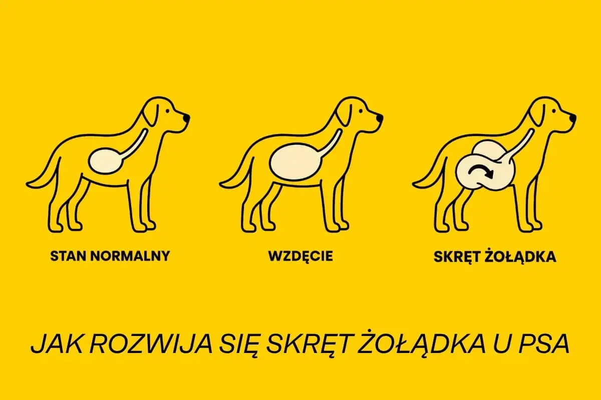 Ilustracja pokazuje trzy etapy: normalny stan psa, wzdęcie i skręt żołądka. Skręt kiszek u psa to poważny problem.