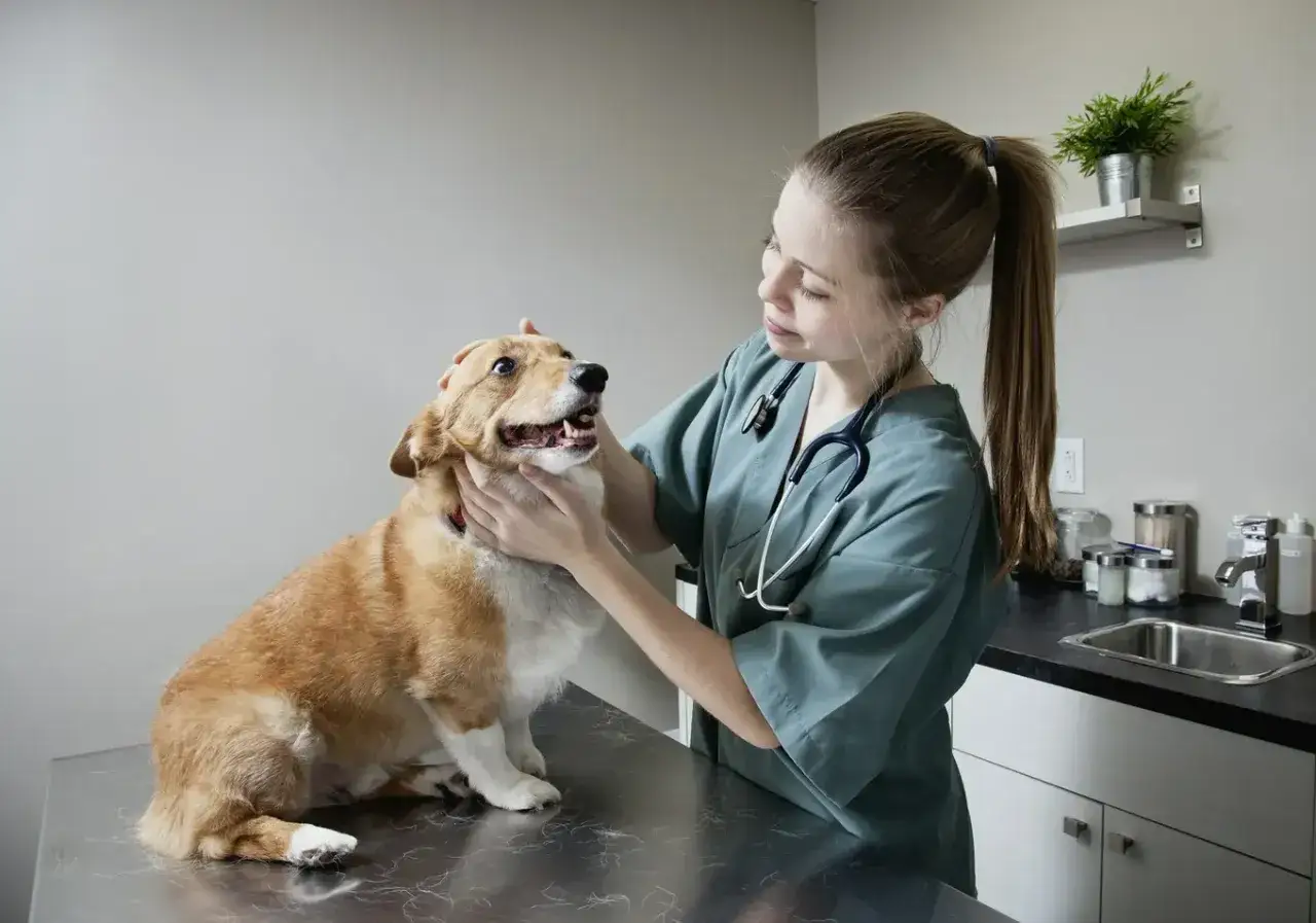 Weterynarz bada corgi. Czy to kastracja? Pies wygląda na zaniepokojonego, ale weterynarz go uspokaja.