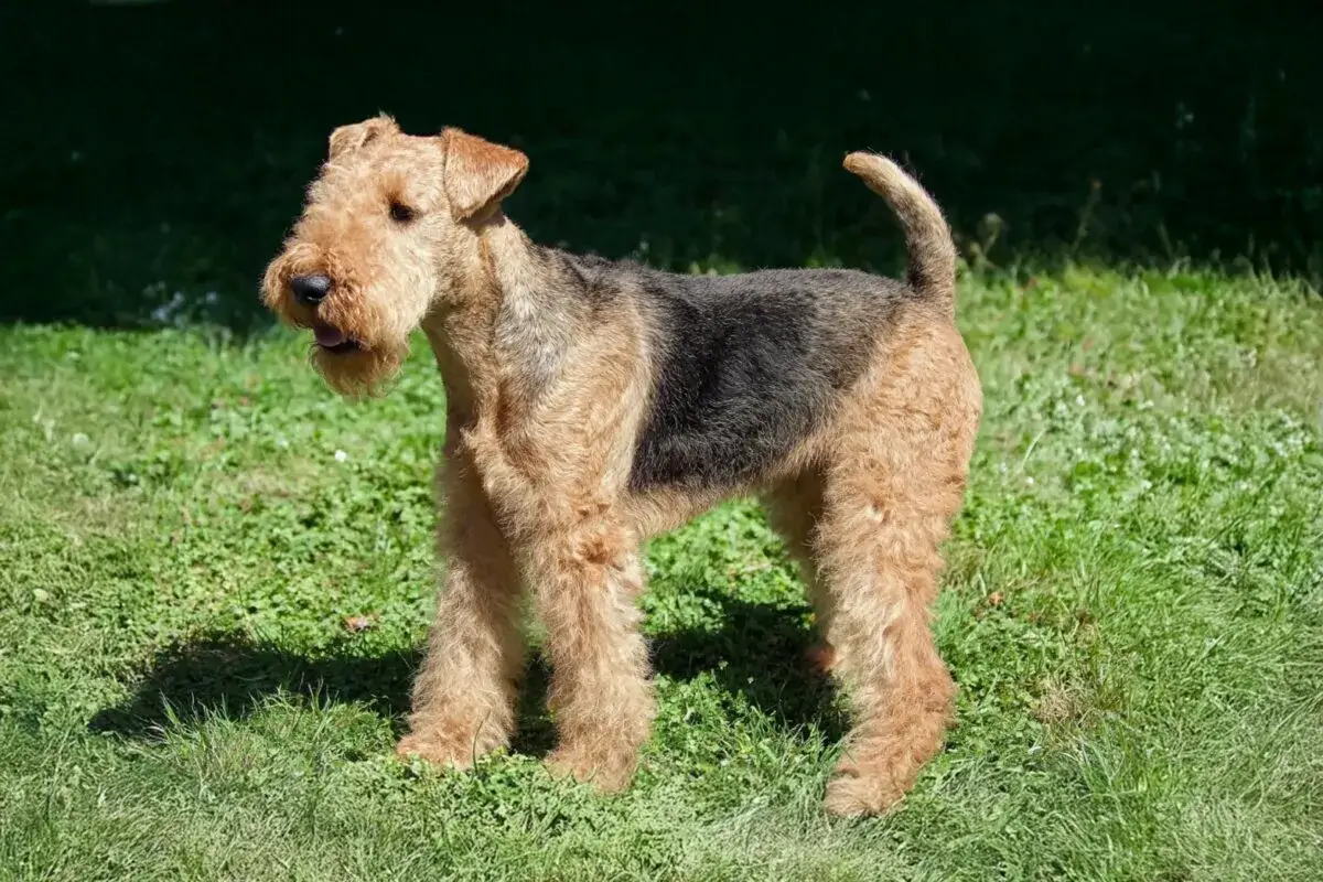 Lakeland terrier z charakterystycznym zarostem na pysku stoi na zielonej trawie.