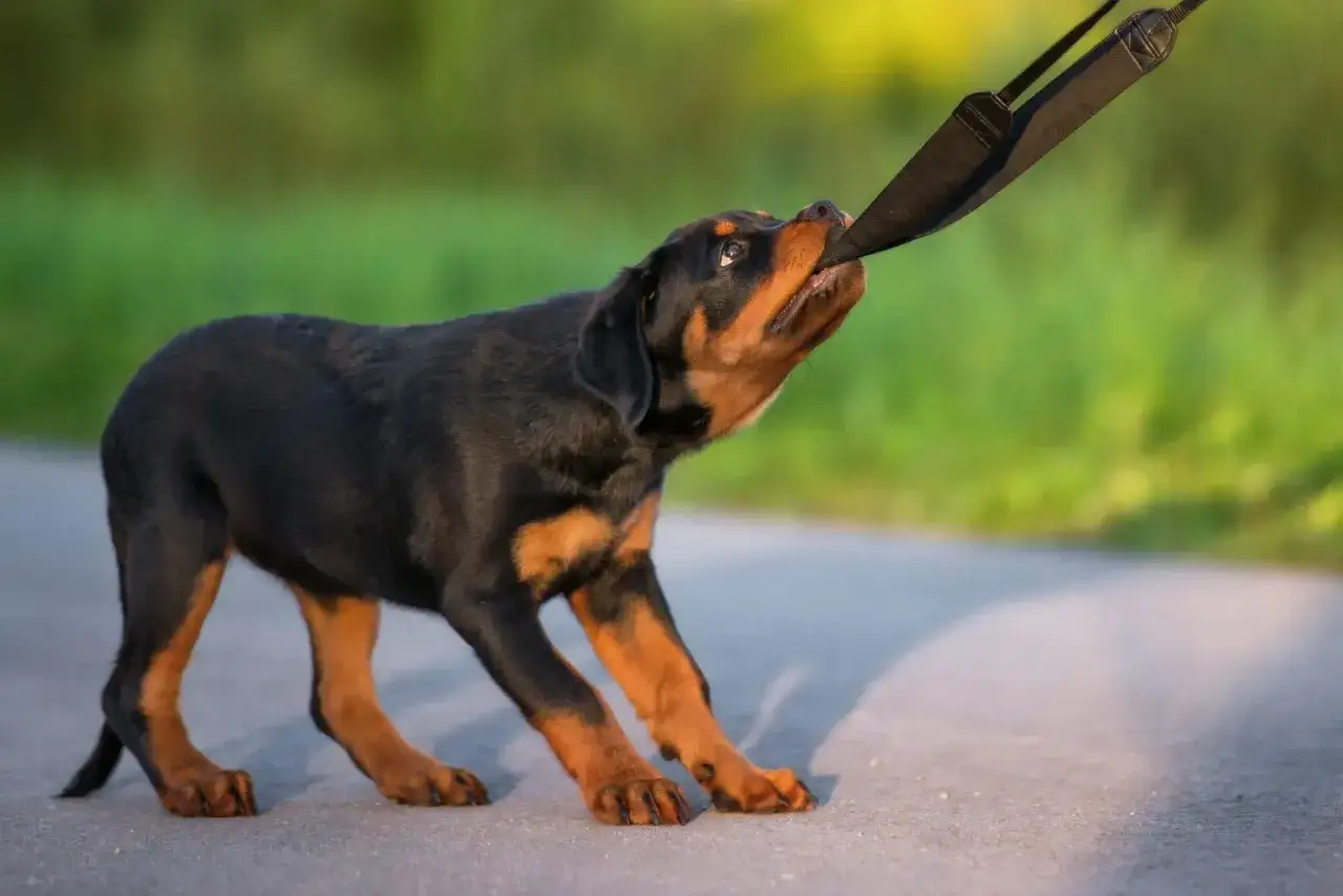 Szczeniak rottweilera, pełen energii, ciągnie za smycz. Jego charakter to odwaga i chęć zabawy.