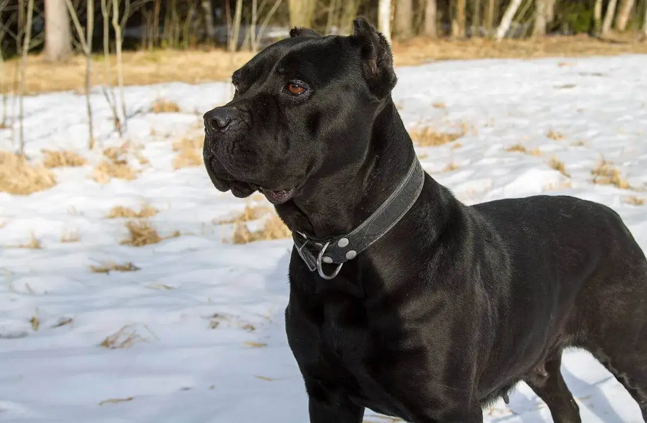 Czarny pies rasy Cane Corso z charakterystycznymi, lekko opadającymi uszami, stoi na śniegu.
