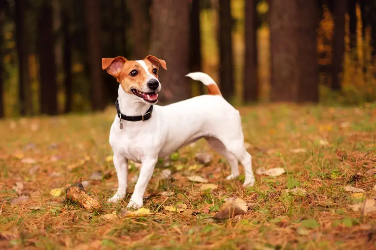 Wesoły jack russel terrier w jesiennym lesie, gotowy do zabawy.