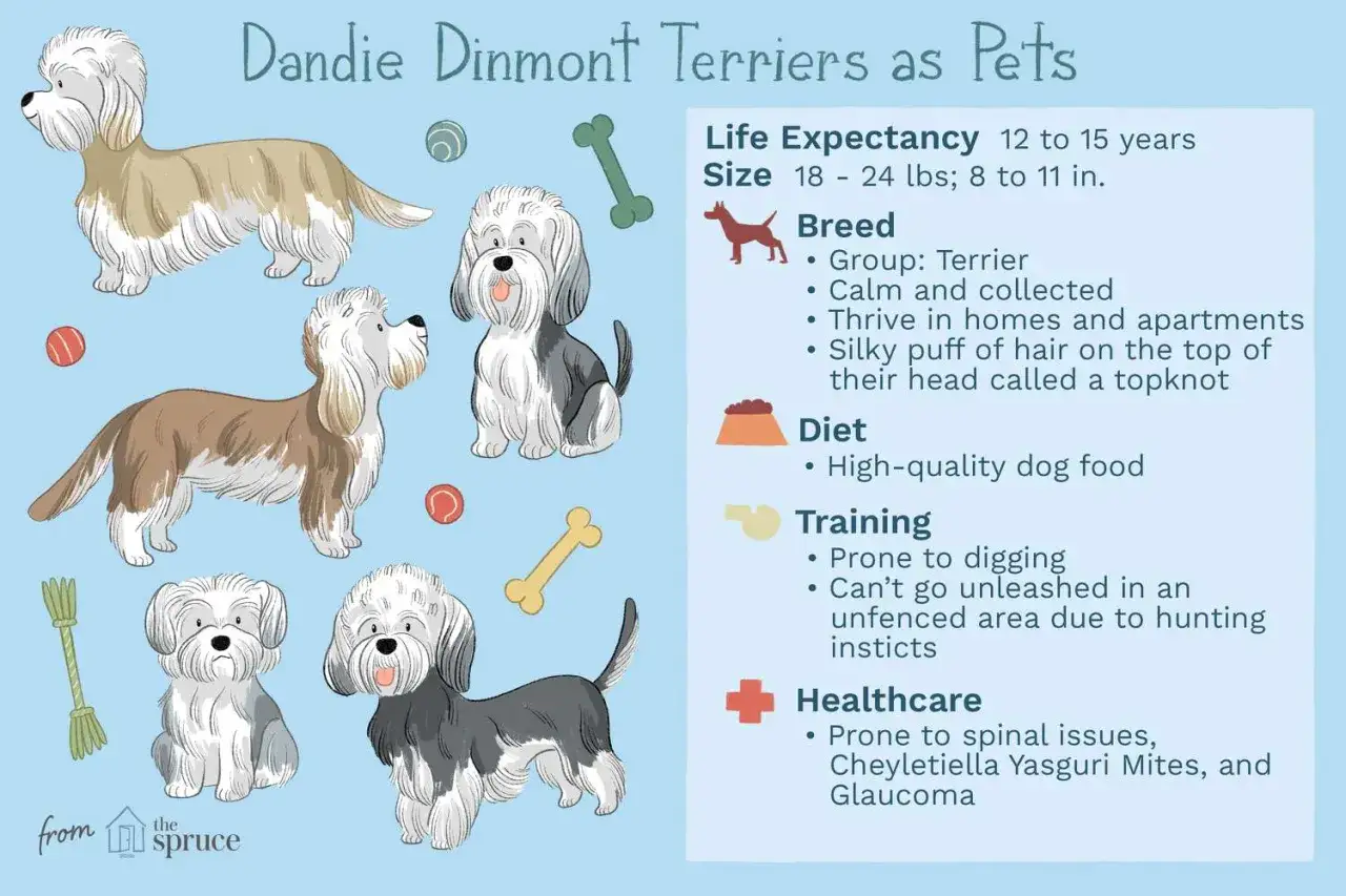 Urocze ilustracje ps&oacute;w rasy dandie dinmont terrier z informacjami o ich pielęgnacji, diecie i zdrowiu.