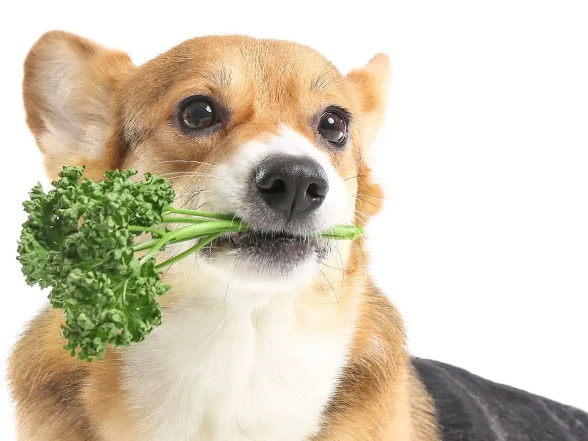 Corgi z gałązką pietruszki w pysku. Czy pies może jeść pietruszkę? Ten słodki piesek chyba wie!