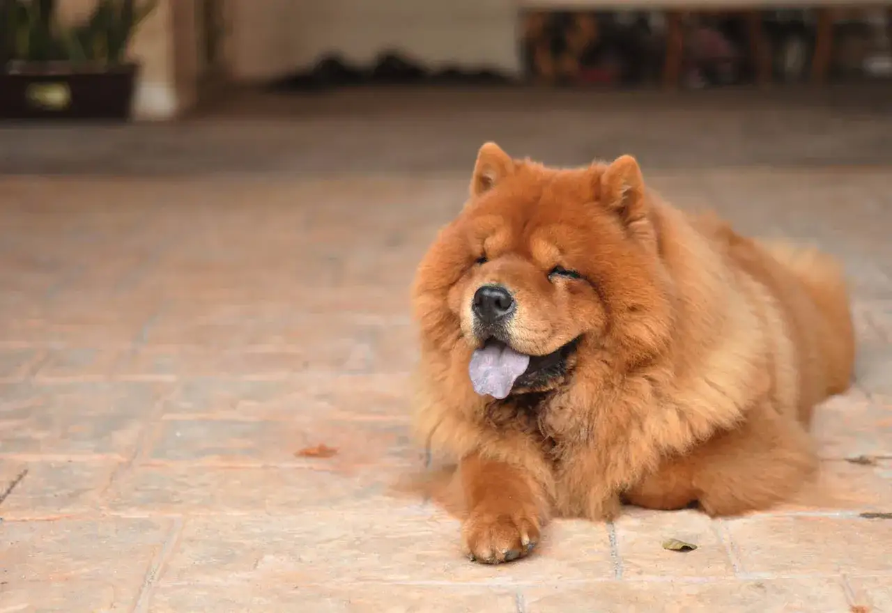 Puszysty chow chow czarny, z językiem na wierzchu, odpoczywa na płytkach.
