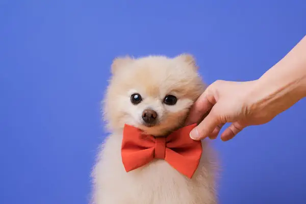 Puszysty szpic miniaturowy w czerwonej muszce, głaskany przez dłoń. Czy to najsłodszy pies na świecie?