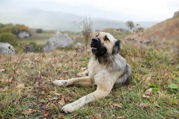 Potężny kangal turecki leży na trawie, obserwując krajobraz.