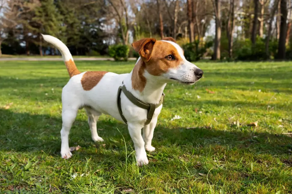 Jack Russell Terrier - czy to pies dla aktywnego opiekuna?